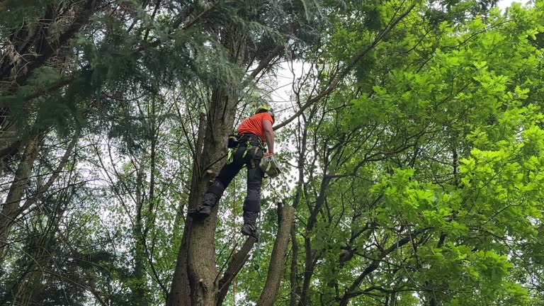 How Our Tree Care Process Works  in Cedarville, OH